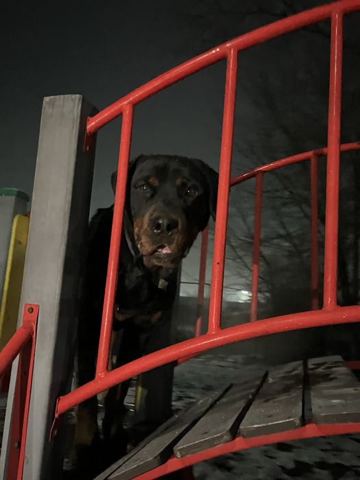 Парода радвиллер чисто