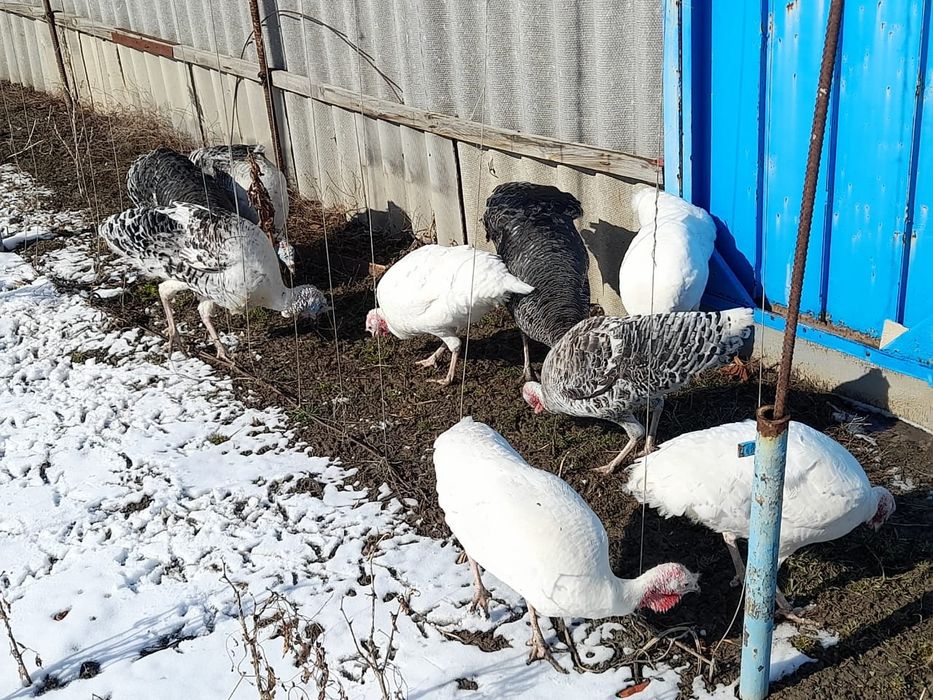 Продам домашних индюков
