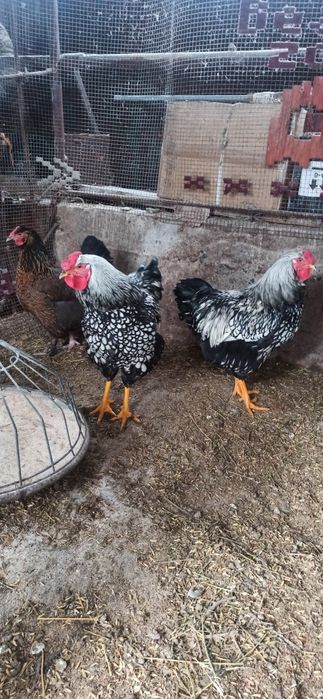 Петухи.  виандот