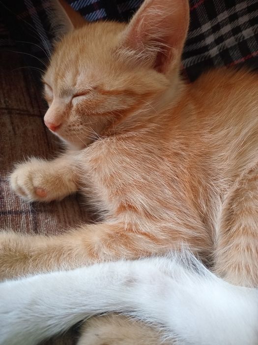 Котята ищут людей