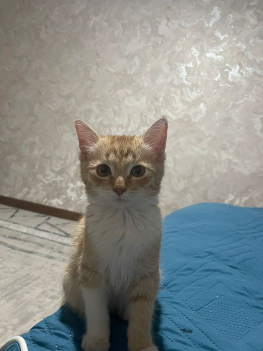 Котик Алматы алгабас