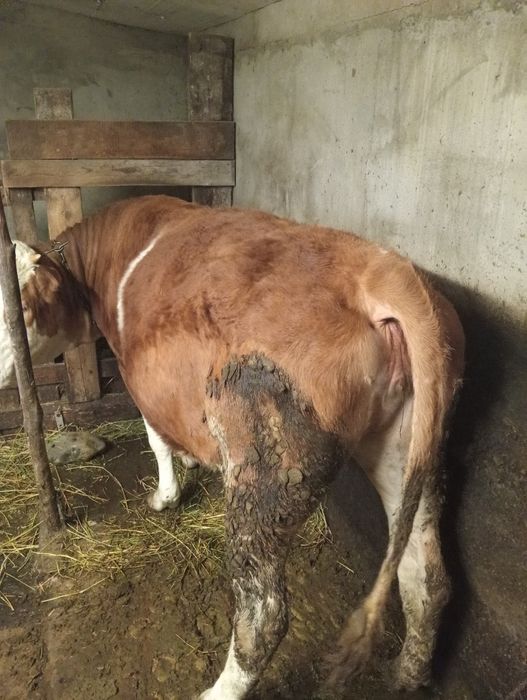 Vand juninca 1 an 3 luni