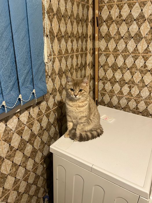 Шотландская кошка