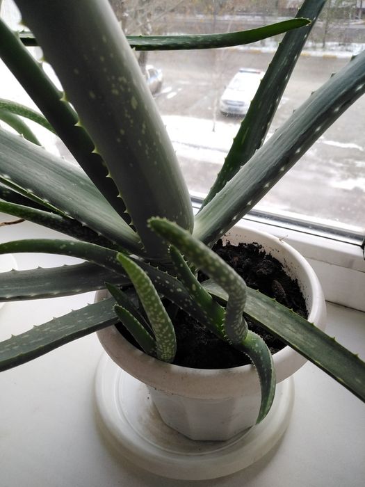Комнатные цветы Алоэ Вера