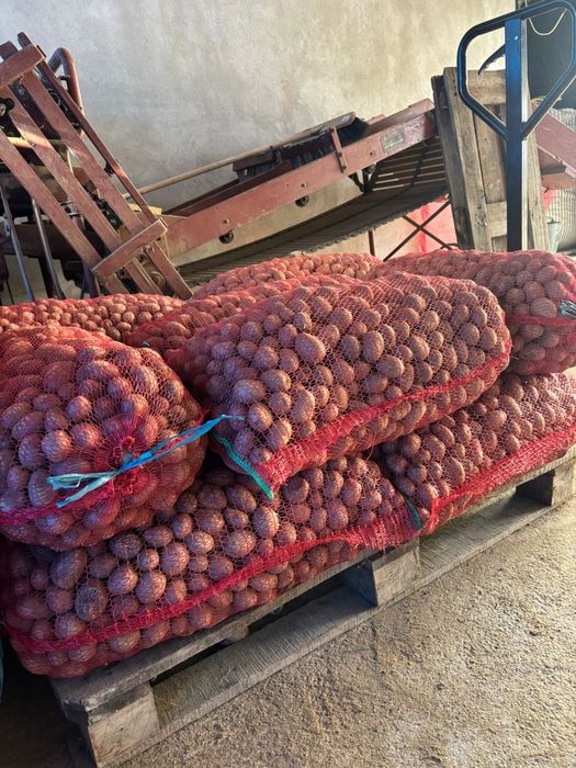 Cartofi de sămânță