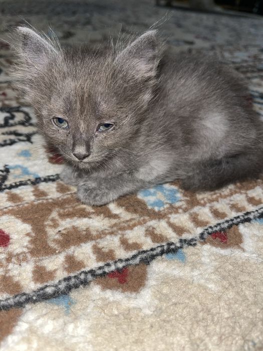 Котята мальчики месяц серый и черный