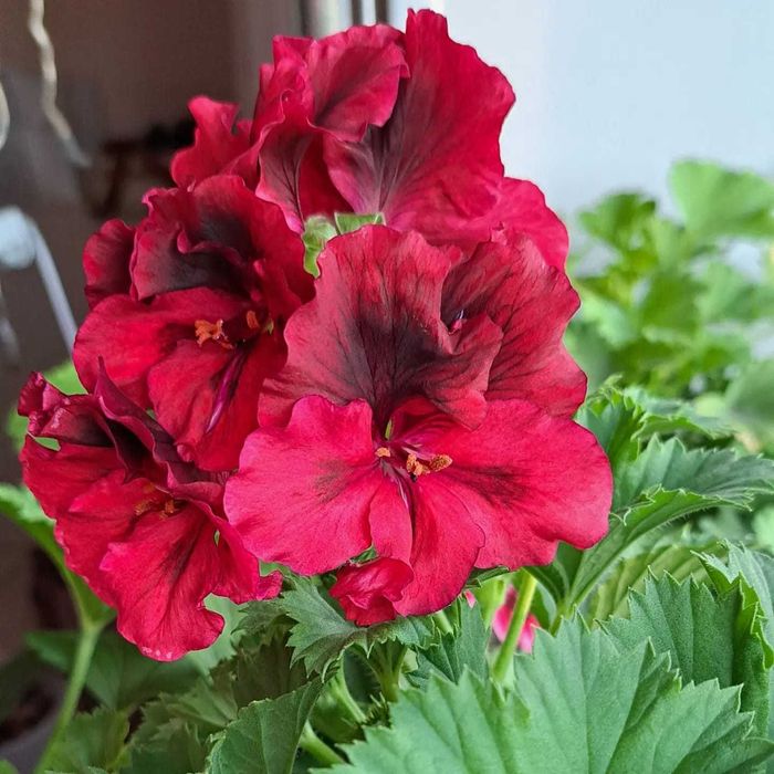 продаю  королевскую герань