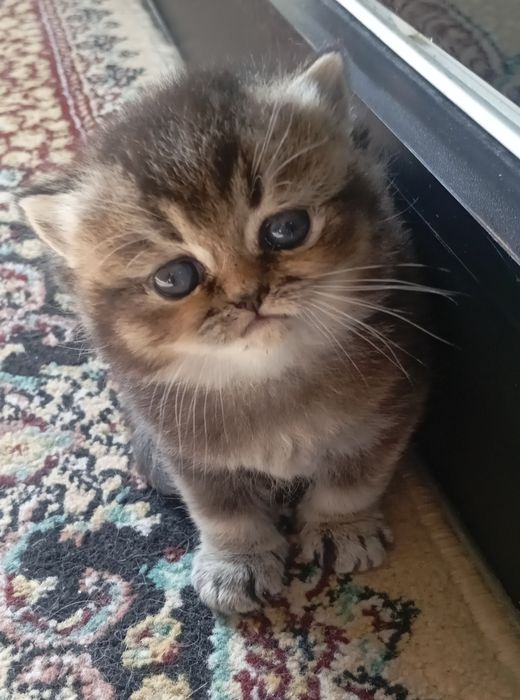 Британские короткошерстные котята