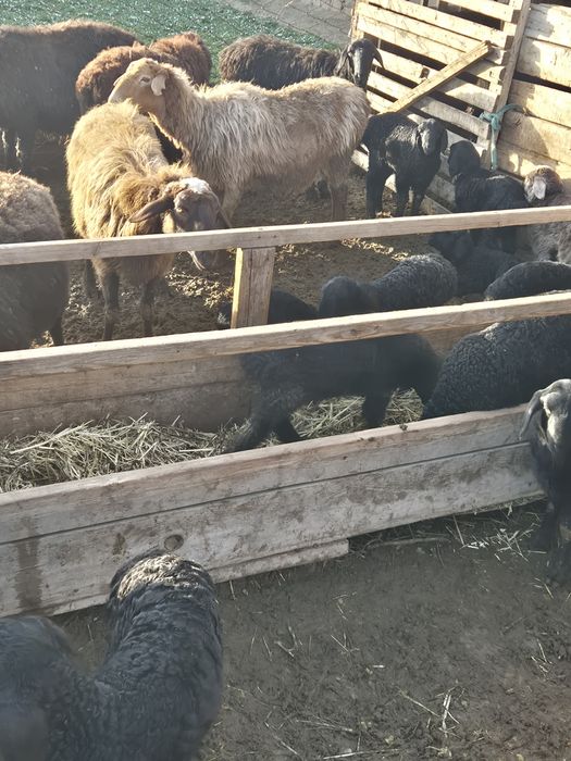 Қозылы қой тлқты