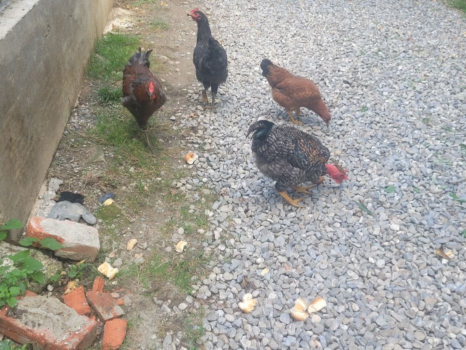 Cocoși diferite rase