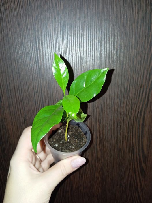 Продам Кофе Арабика