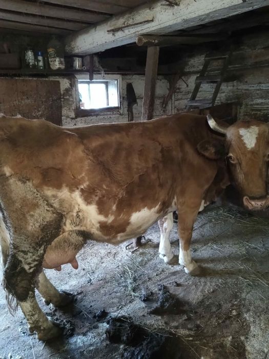 Vacă Bălțată Românească cu vițea metis de charolaise