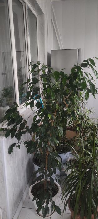 Фикусы  Бенджамина