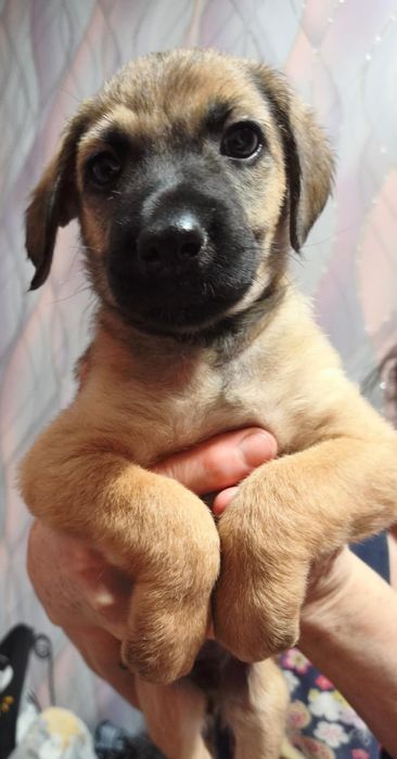 Отдам щенков в любищие руки