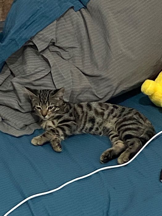 Бенгальская Кошечка