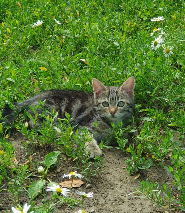 Котята, 4 месяца в добрые руки!!