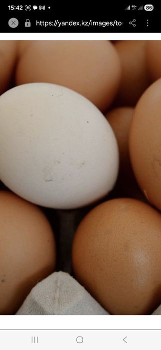 Яйцо домашнее пищевое