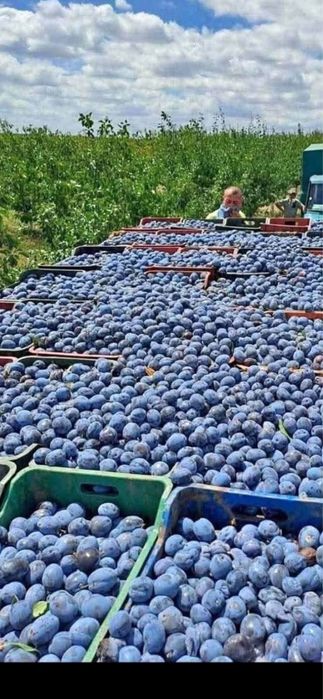 Vand prunde de tuica