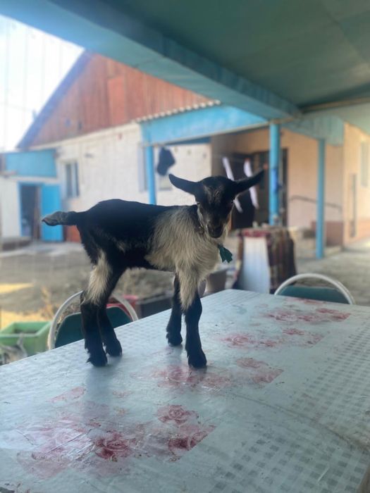 Козлики и козочка