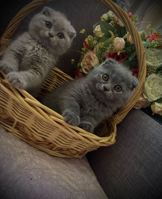 Малки клепоухи пухчета