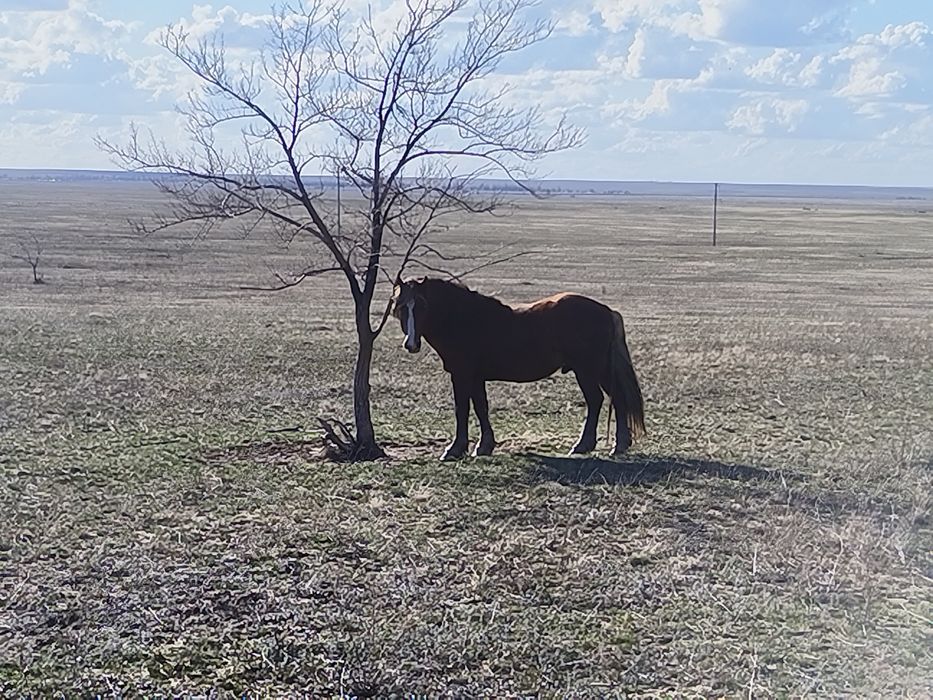 Полутяж айғыр сатылады