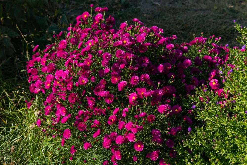 Продаются цветы . Находятся в Аксае ЗКО