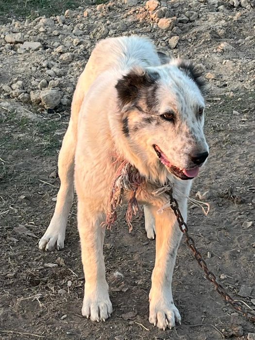 Алабай сатылады урғашы