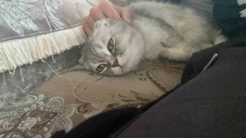 Отдам в хорошие руки