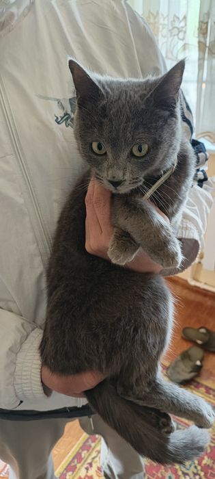 Кошечка 6 ойли ранги дымчатый