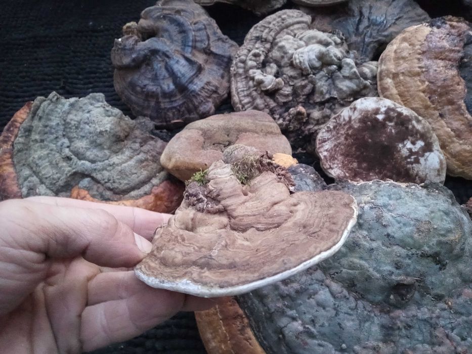 Pachet ciuperci medicinale: Reishi/Ganoderma/Phellinus/Versicolor