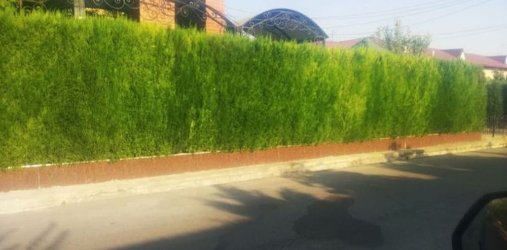 Забор из ёлок доставка посадка