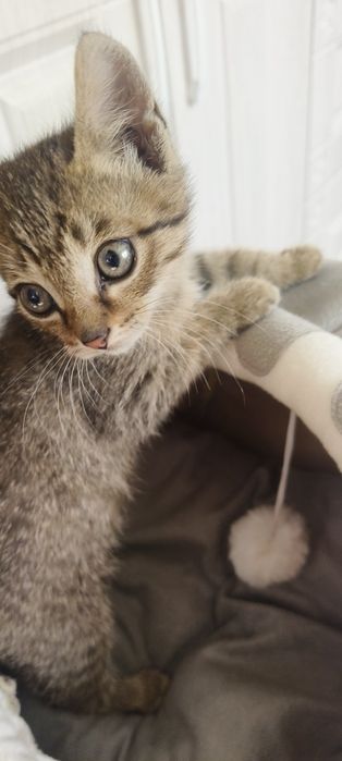 Отдам котят в хорошие руки