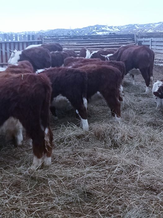 Продам телок 2025 г.р