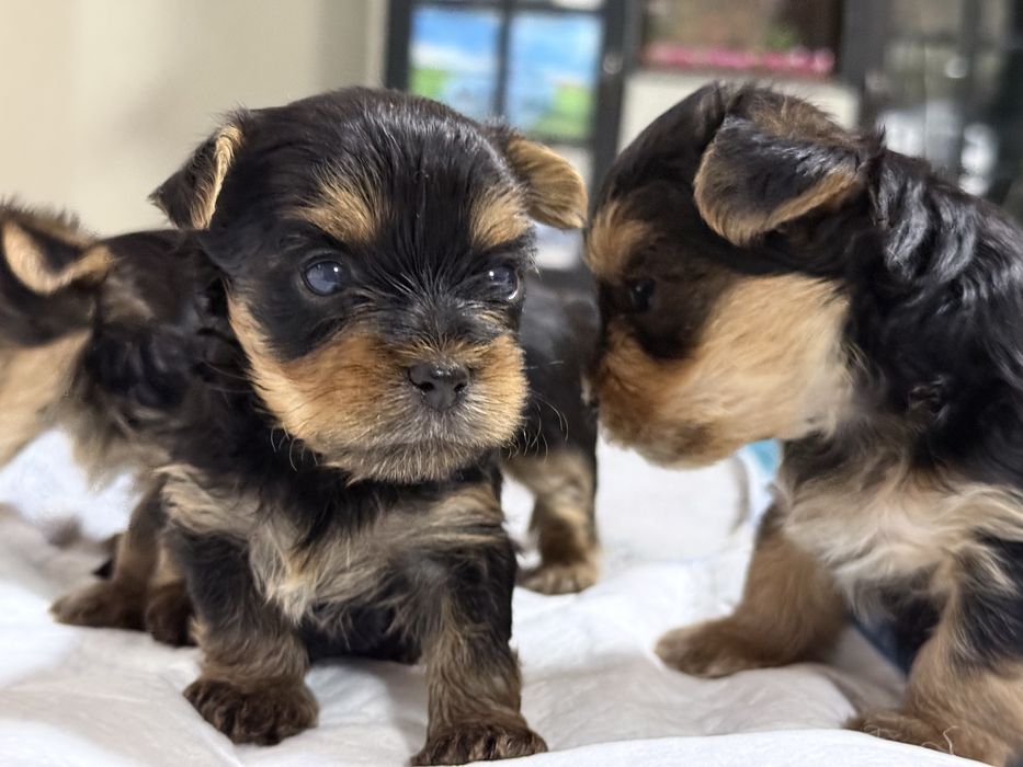 Йоркширски териер – бебета