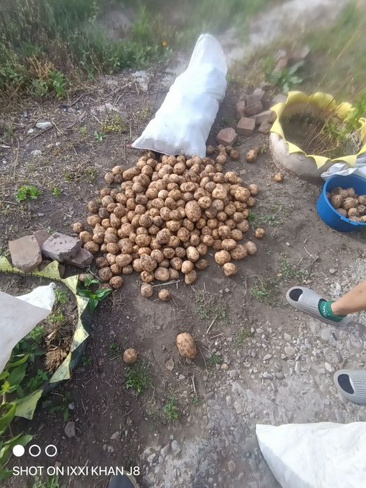 Картошка мешок 10000