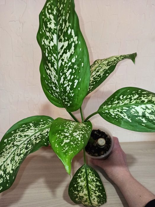 Диффенбахия пятнистая