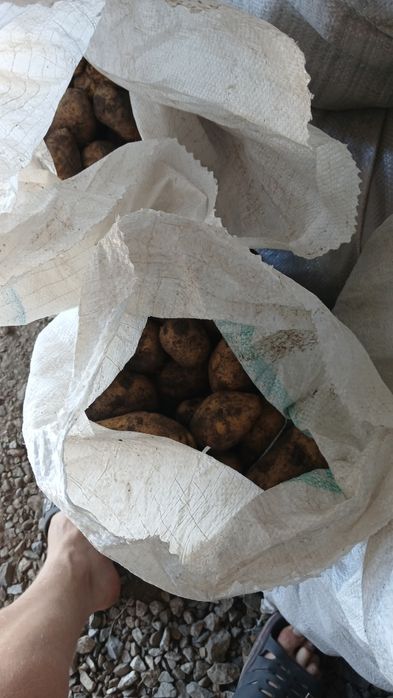 Продам картофель.