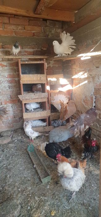 Продавам Пауни, Морски кокошки, Гълъби и Зайци