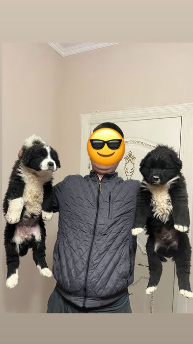 Продам щенков срочно