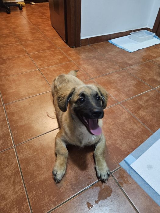 Adoptie 2 catelusi, impreuna sau separat, o mama si un pui