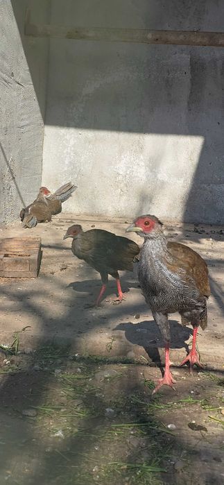 Fazani argintii si comuni