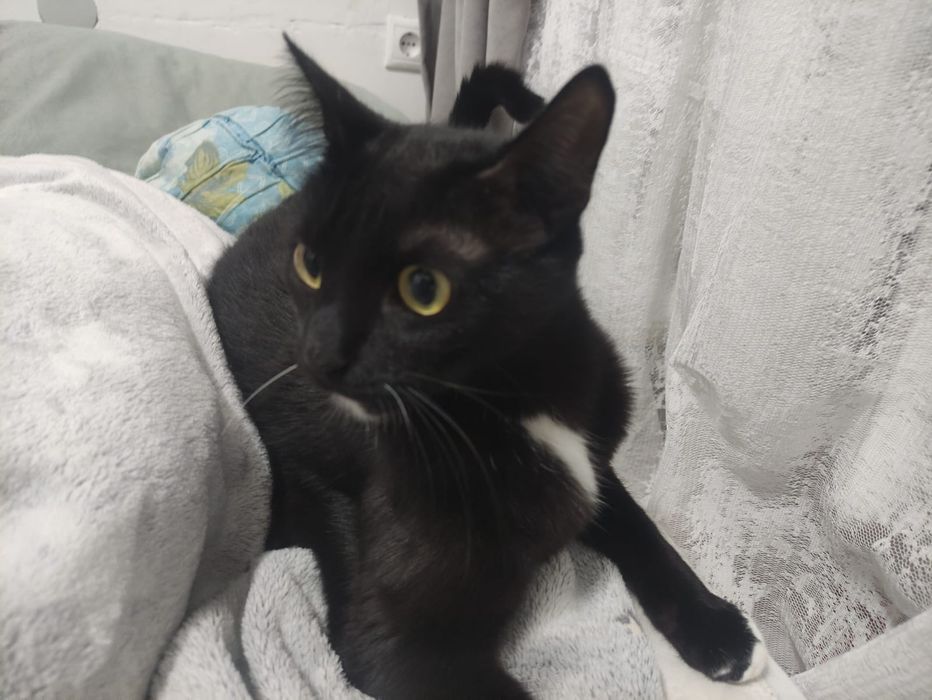 Отдам кота в добрые руки