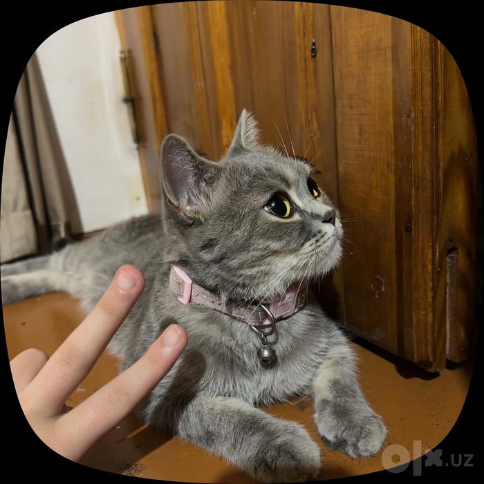 Скотш страйк, кошка