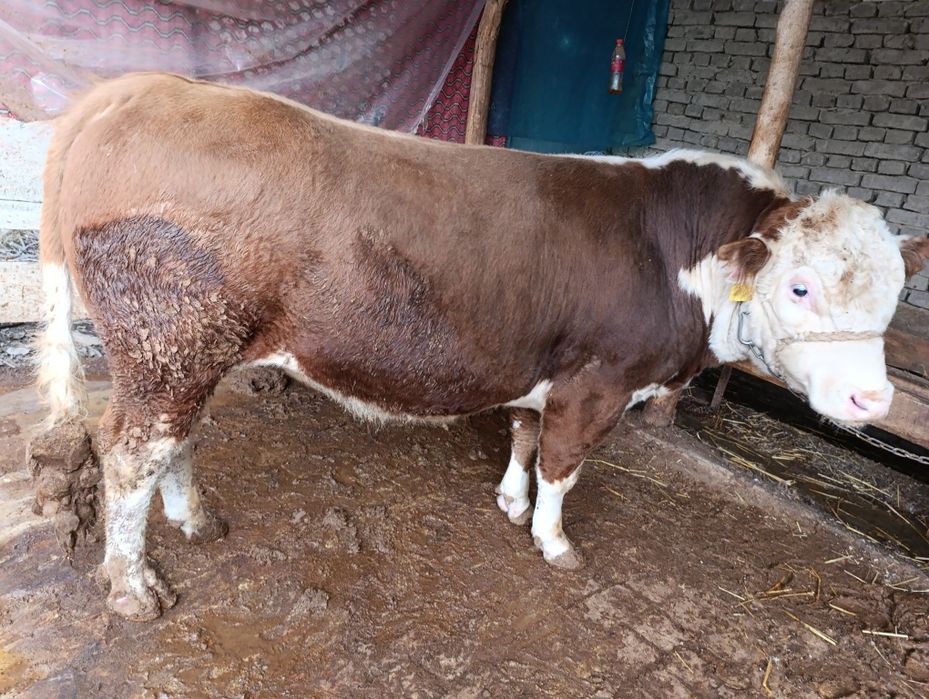 Новвослар сотилади грейфрут парода