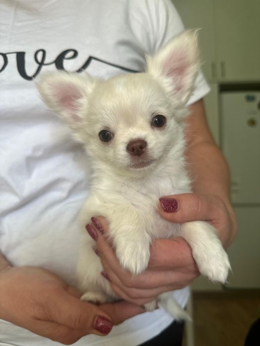 Девочки чихуа хуа