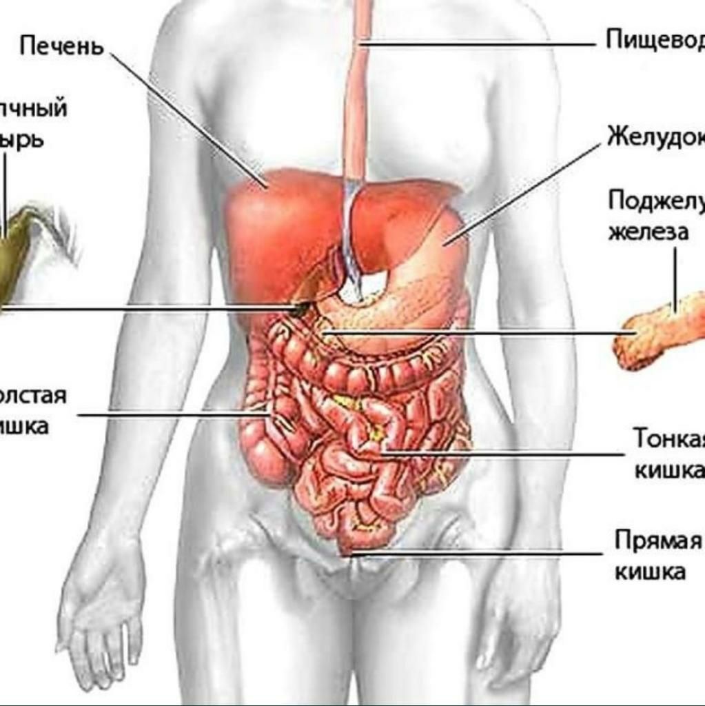 Что находиться слева под. Анатомия человека внутренние органы желчный пузырь. Строение человека внутренние органы поджелудочная. Анатомия брюшной полости человека поджелудочная железа. Строение брюшной полости желчный пузырь.