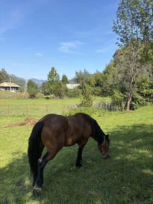 Vand cal, castrat, 4 anii