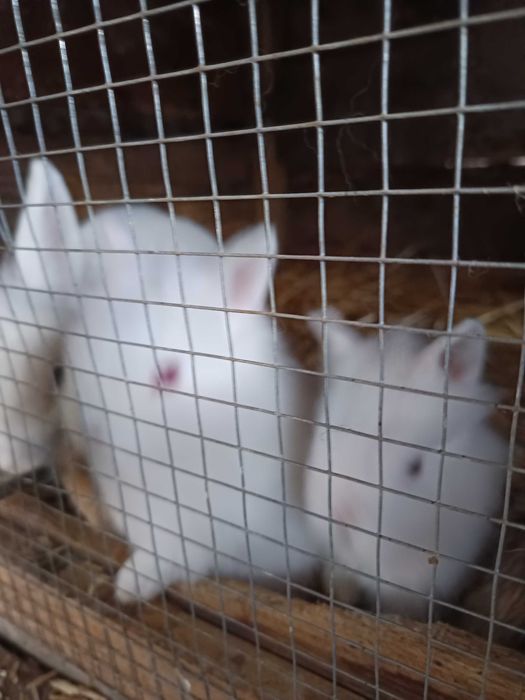 Iepurași cap de leu