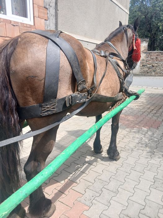 Iapa neagra de 7 ani garantata