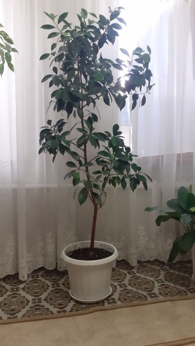 Комнатные растения